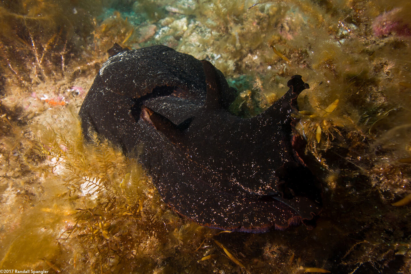 Aplysia vaccaria (Black Sea Hare)
