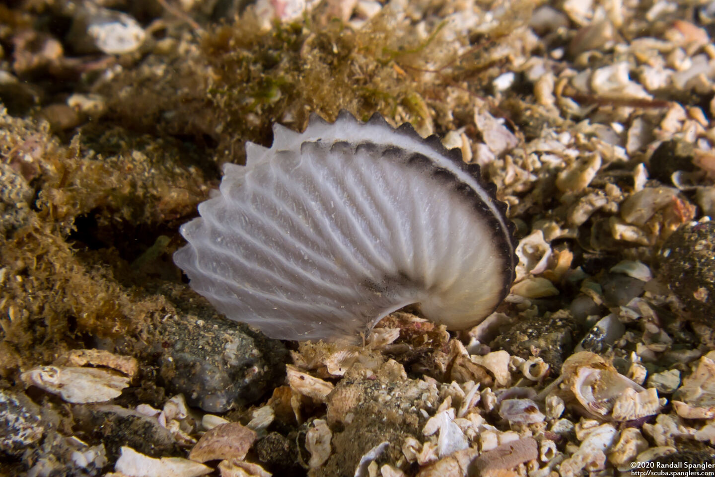 Argonauta hians (Paper Nautilus); Egg case