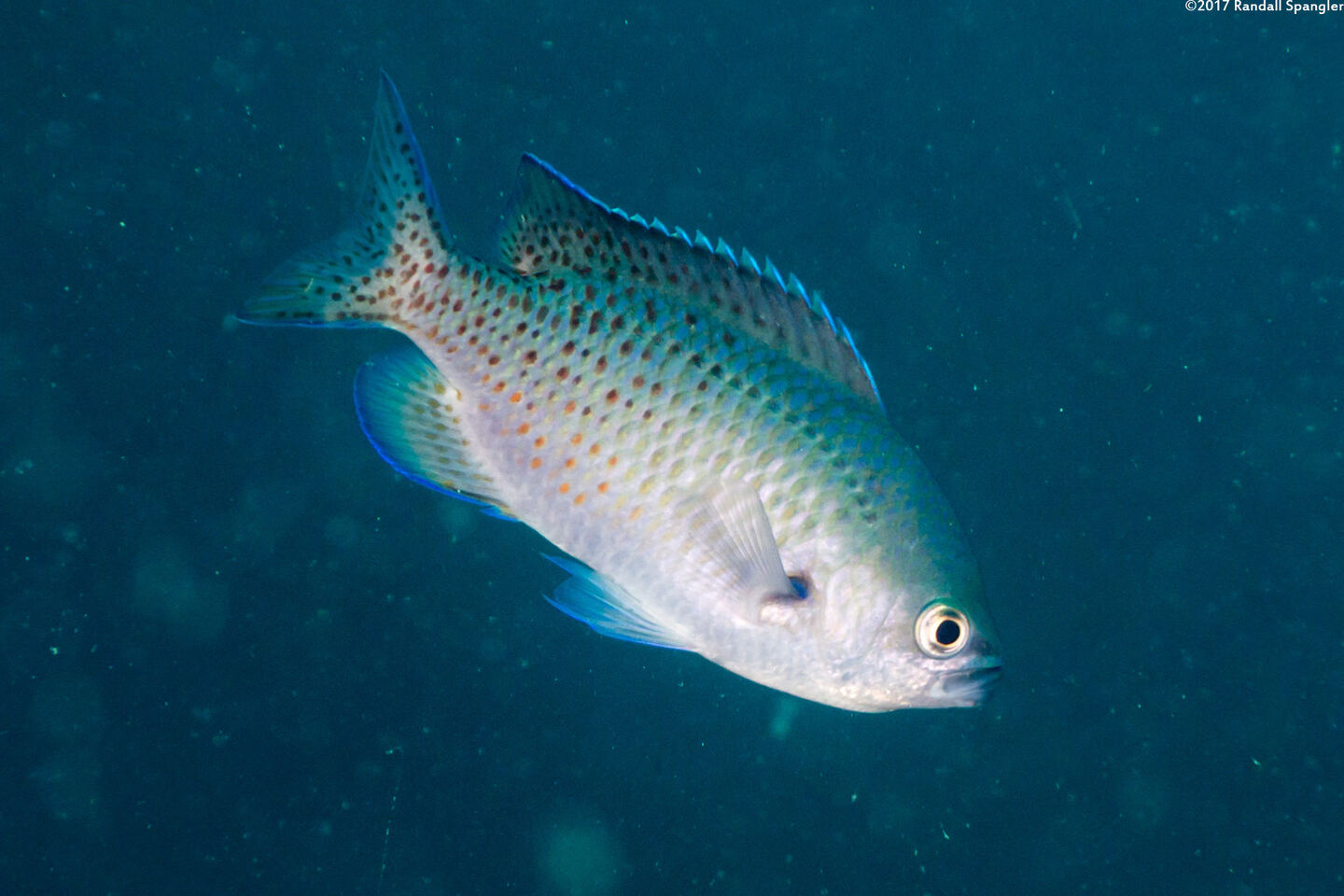 Chromis punctipinnis (Blacksmith)
