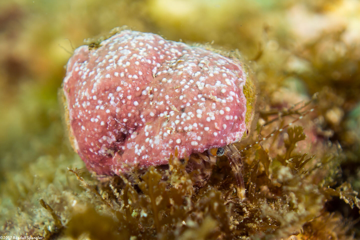 Phimochirus californiensis (Phimochirus Californiensis)