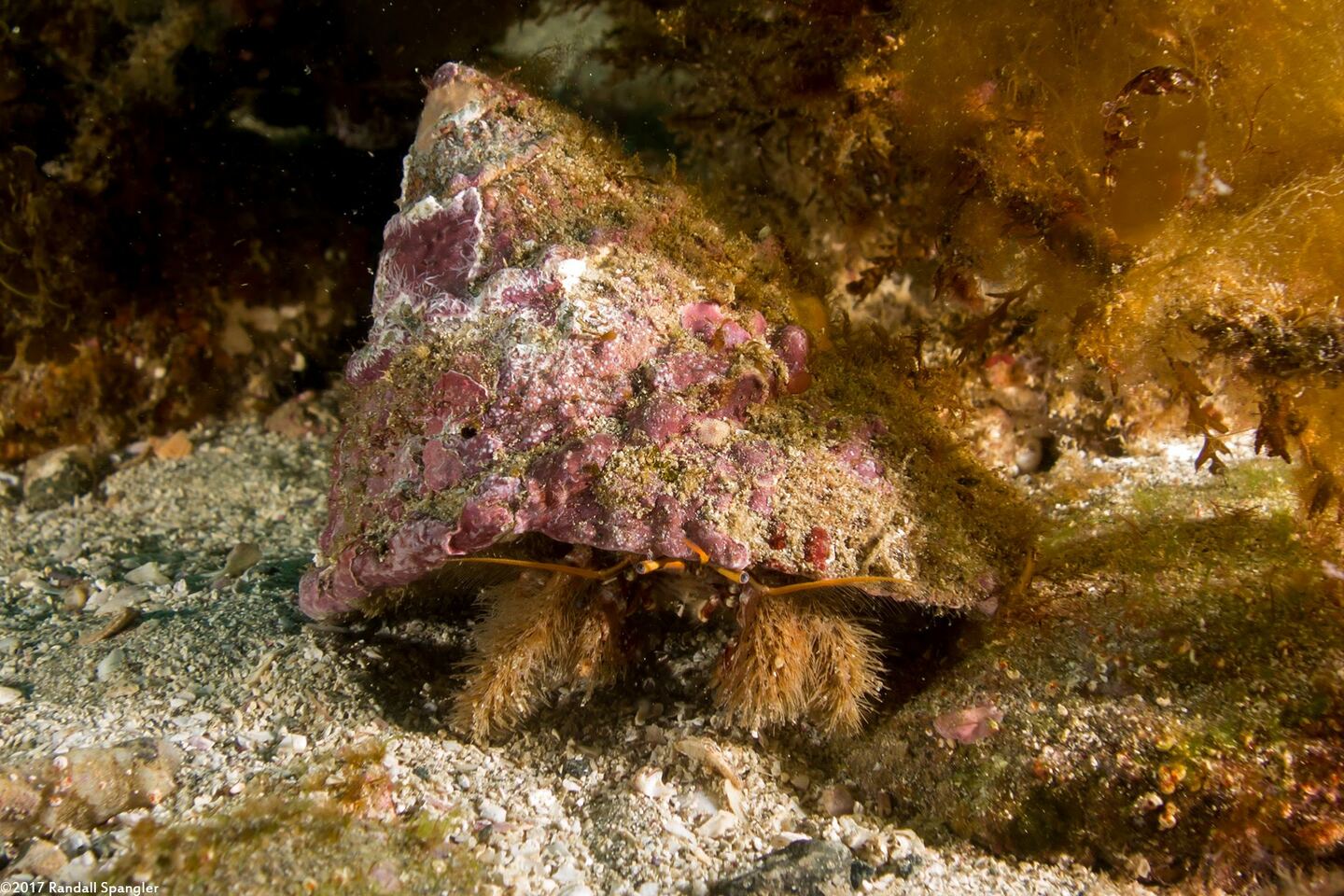 Paguristes ulreyi (Furry Hermit Crab)