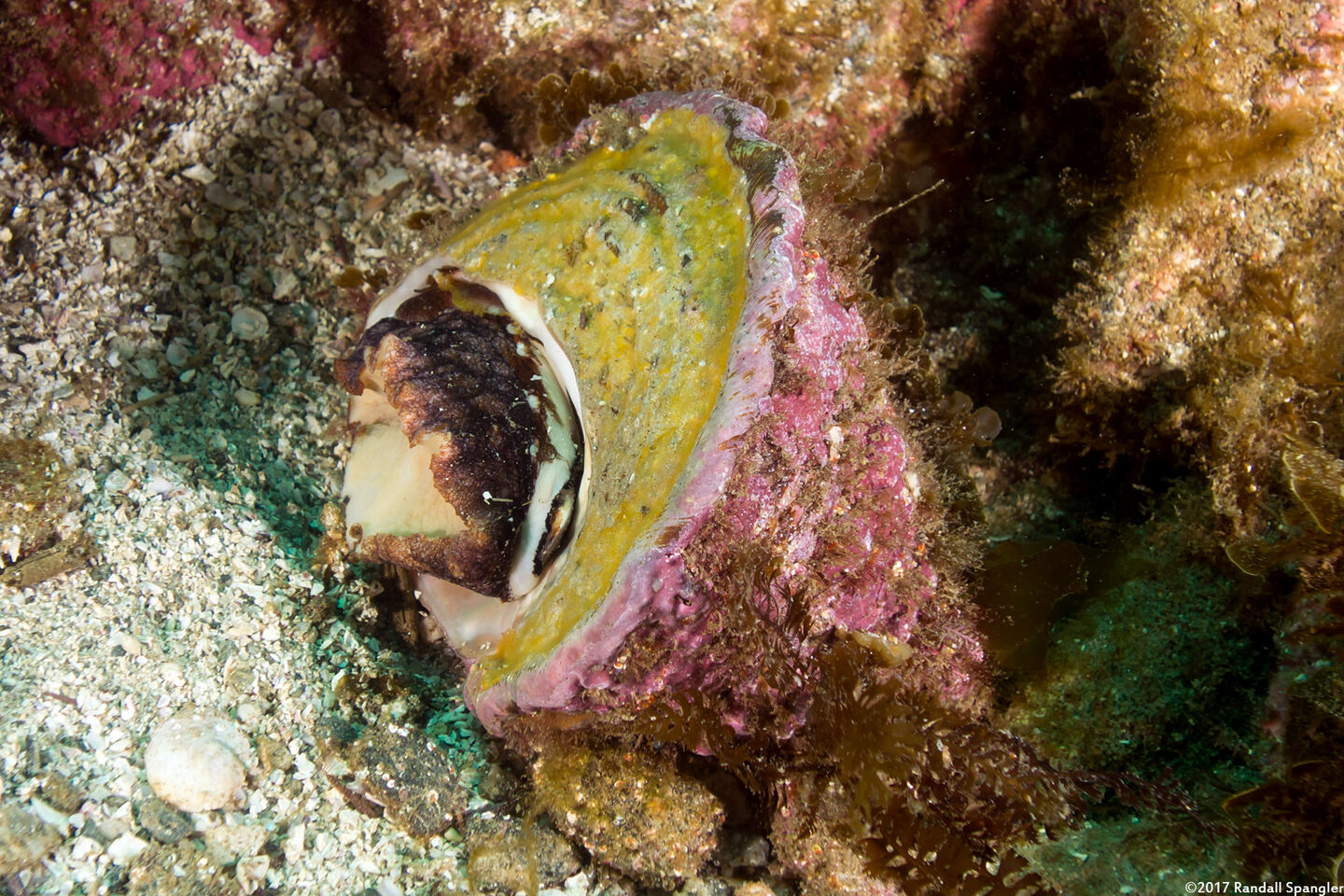 Megastraea undosa (Wavy Turban Snail)