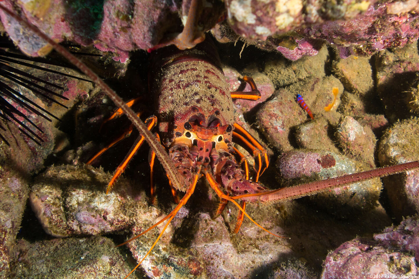 Panulirus interruptus (California Spiny Lobster)
