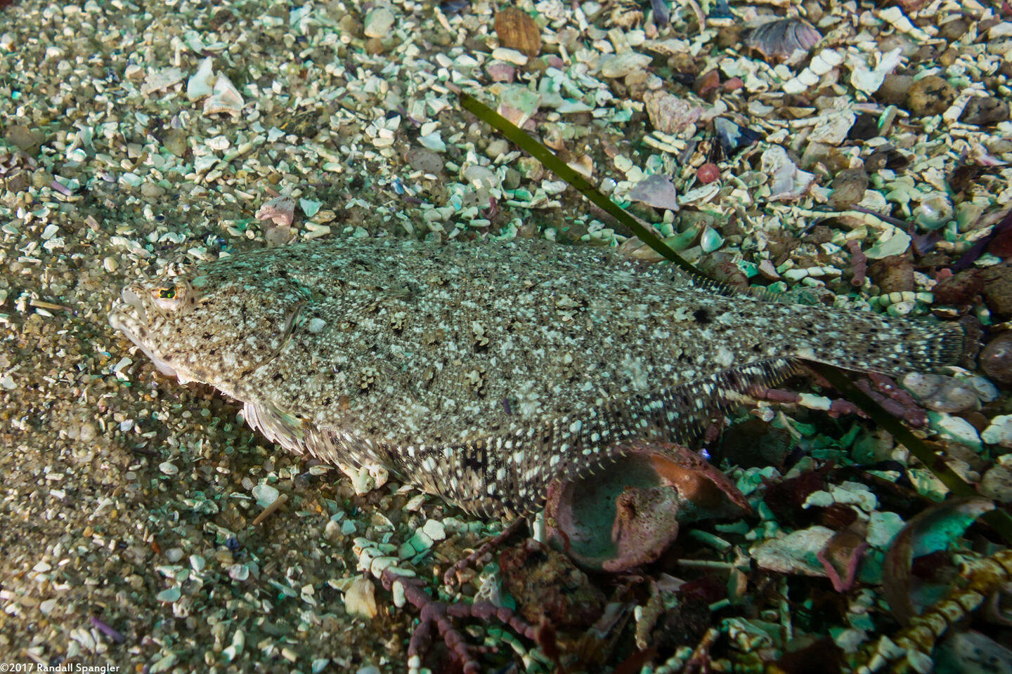 Citharichthys stigmaeus (Speckled Sanddab)