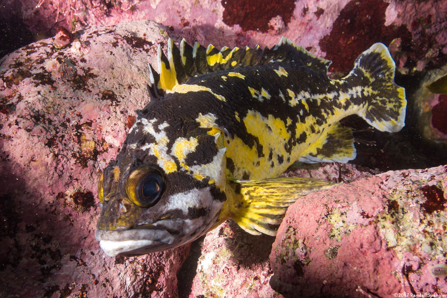 Sebastes chrysomelas (Black-and-Yellow Rockfish)