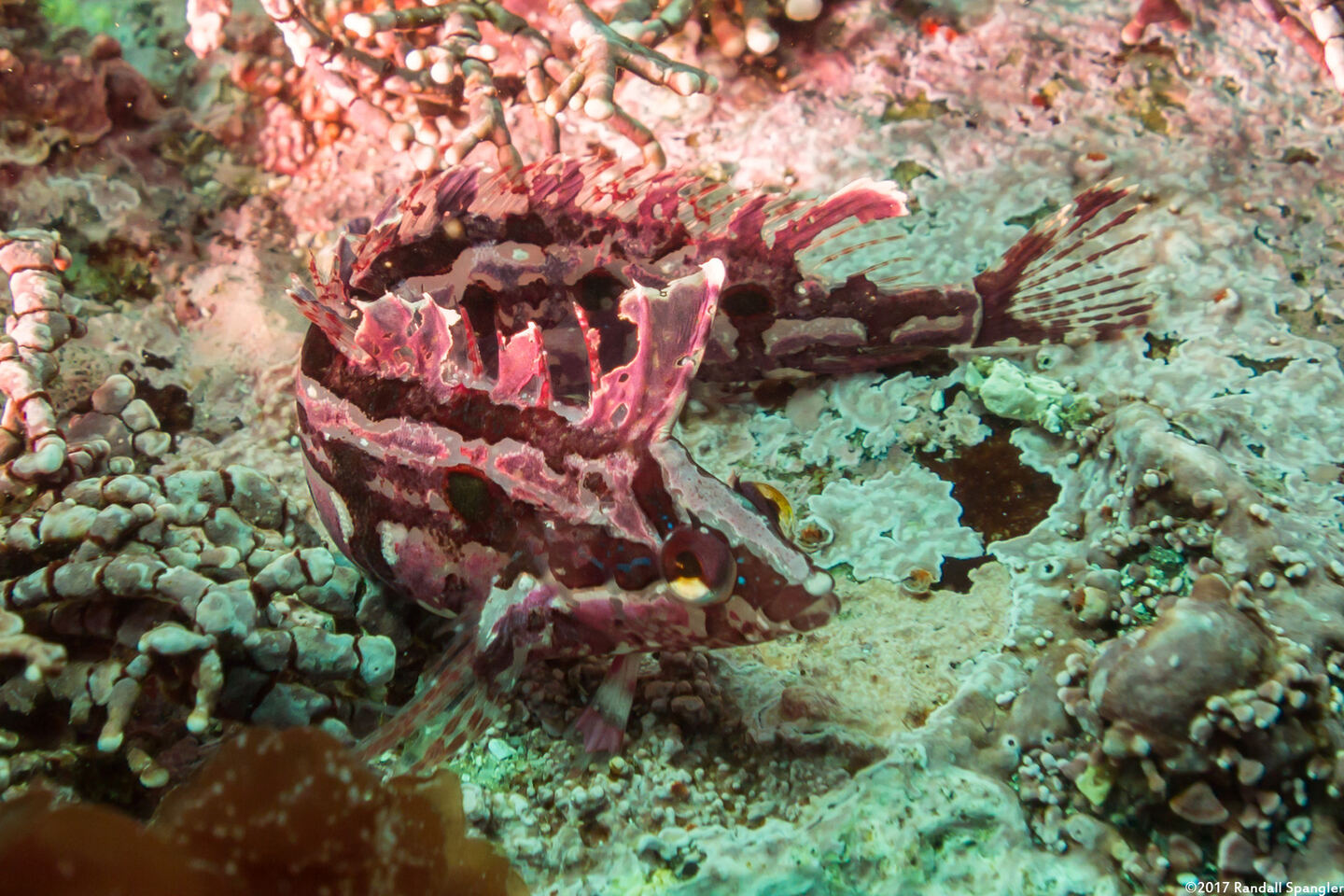 Gibbonsia montereyensis (Crevice Kelpfish)