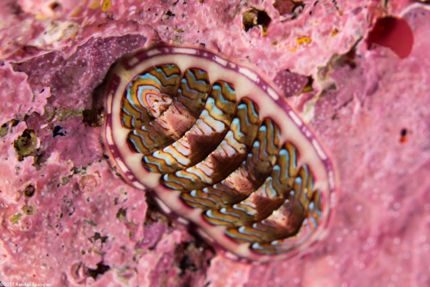 Tonicella lokii (Flame Lined Chiton)