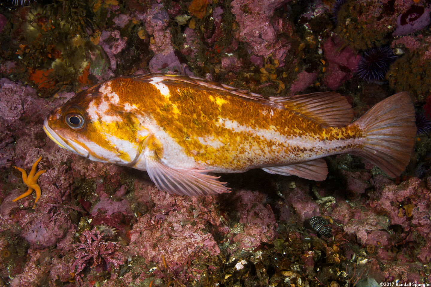 Sebastes caurinus (Copper Rockfish)