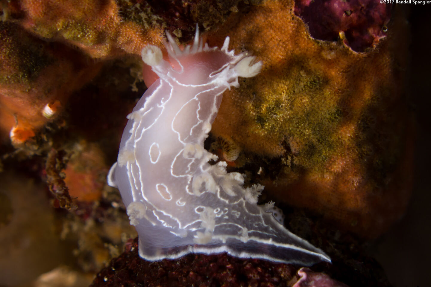 Tritonia festiva (Diamondback Tritonia)