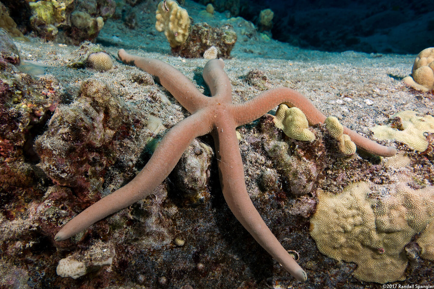 Linckia guildingi (Green Linckia)