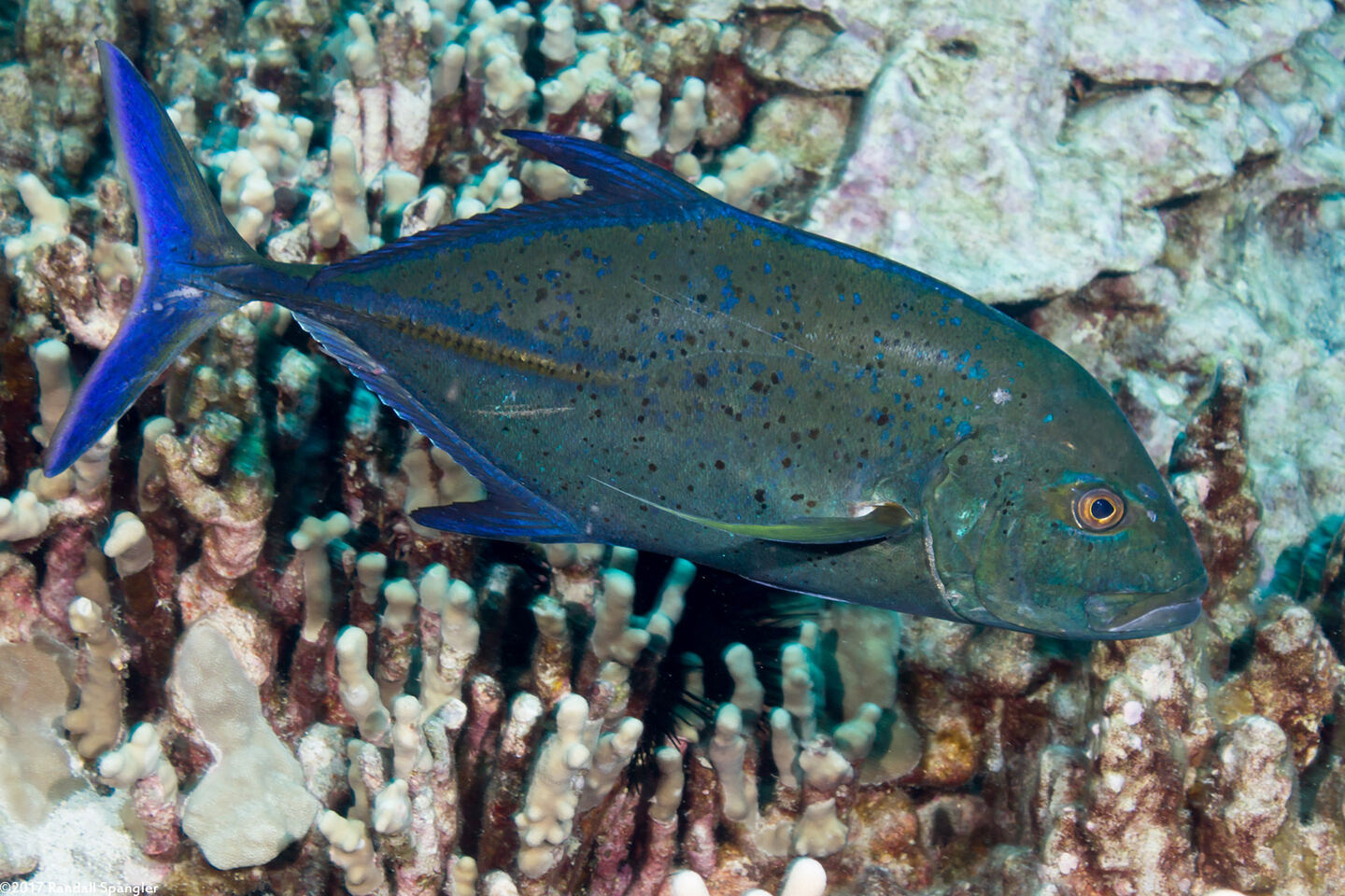 Caranx melampygus (Bluefin Trevally)