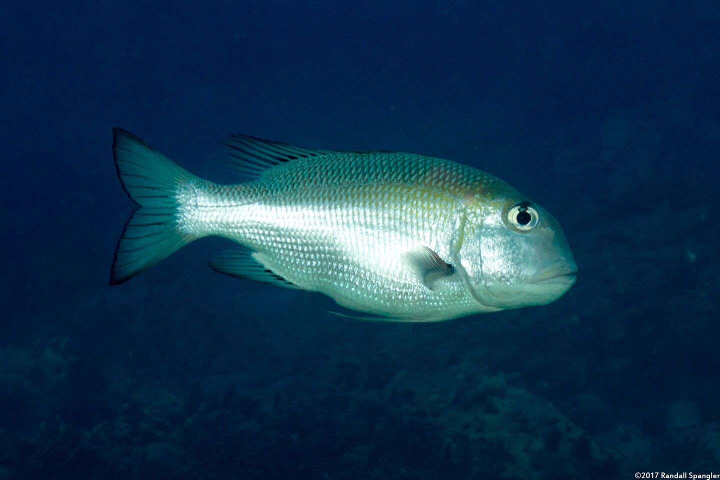 Monotaxis grandoculis (Humpnose Bigeye Bream)