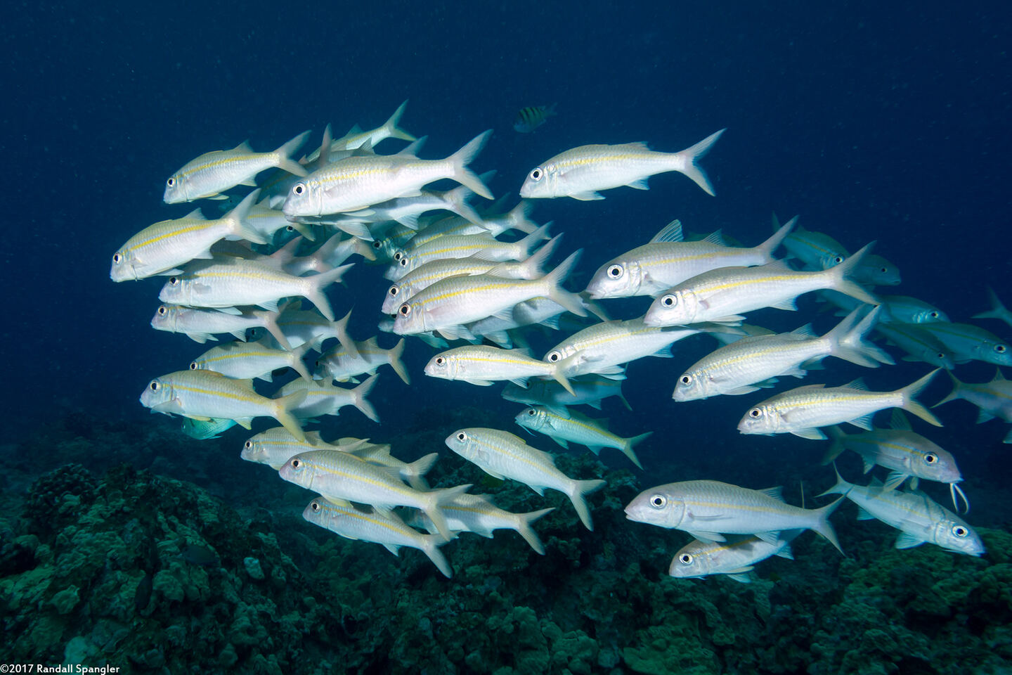 Mulloidichthys vanicolensis (Yellowfin Goatfish)