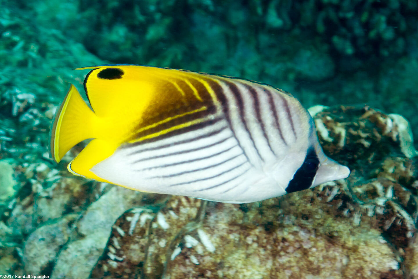 Chaetodon auriga (Threadfin Butterflyfish)