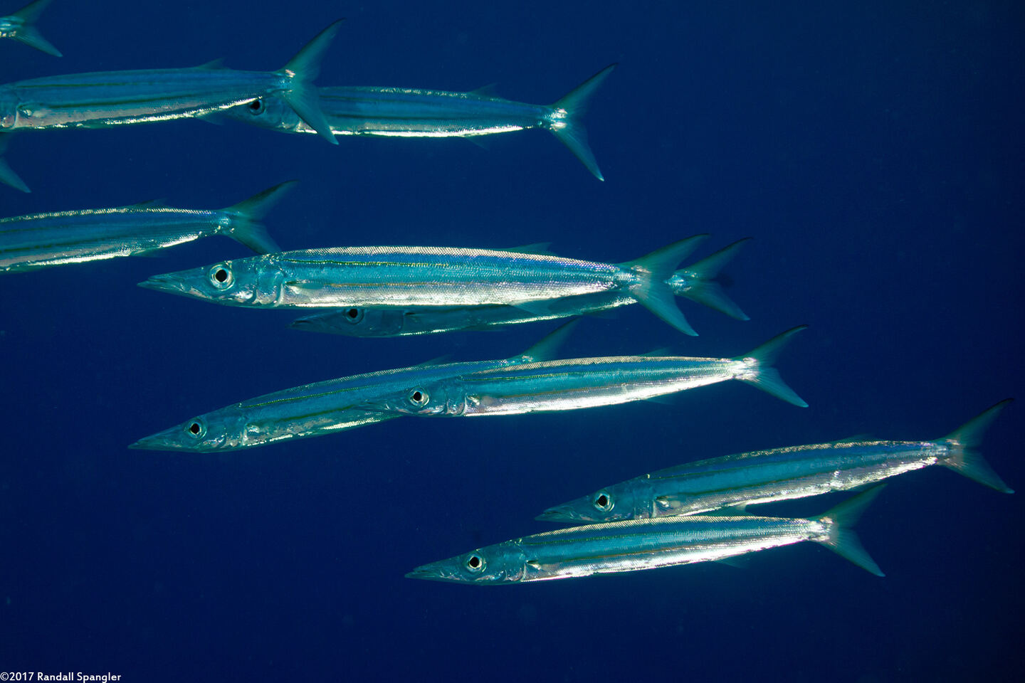 Sphyraena helleri (Heller's Barracuda)