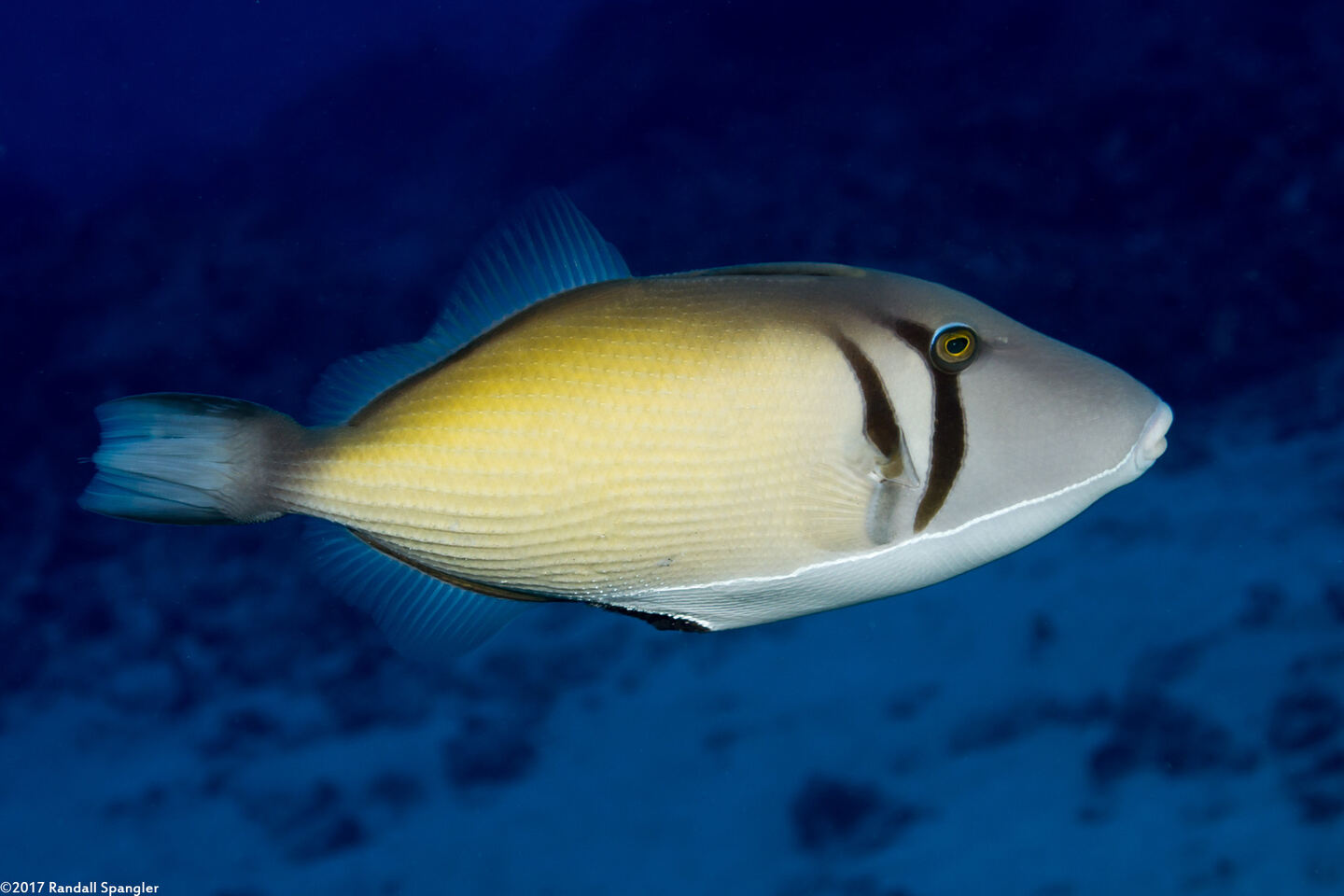 Sufflamen bursa (Scythe Triggerfish)
