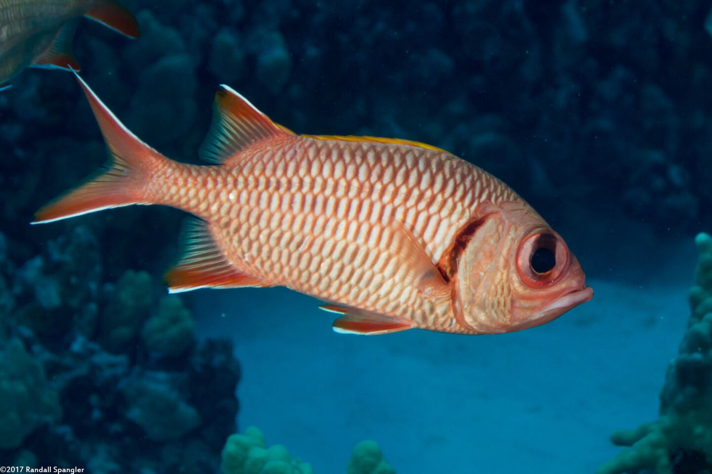 Myripristis berndti (Bigscale Soldierfish)
