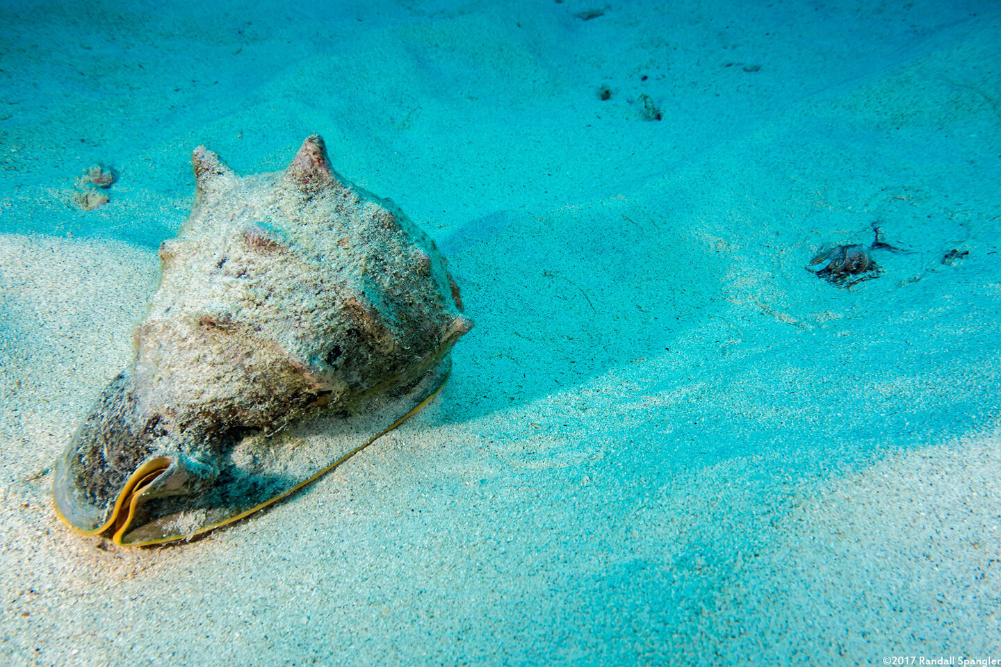 Cassis cornuta (Horned Helmet); Note the discarded urchin test (skeleton) behind the snail