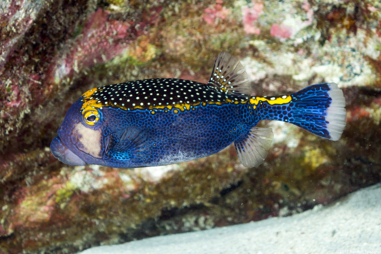 Ostracion meleagris (Spotted Boxfish)