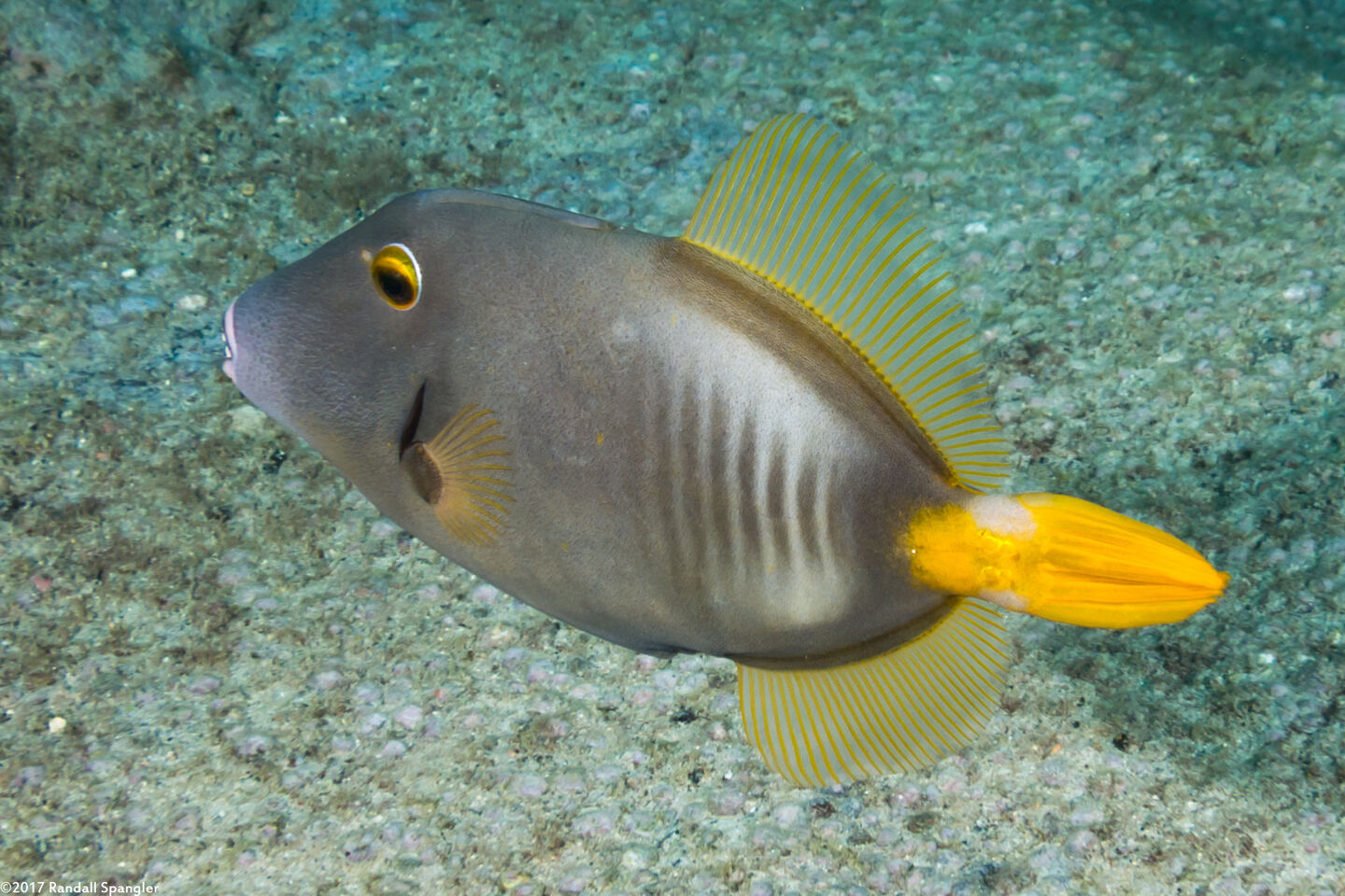Cantherhines dumerilii (Barred Filefish)