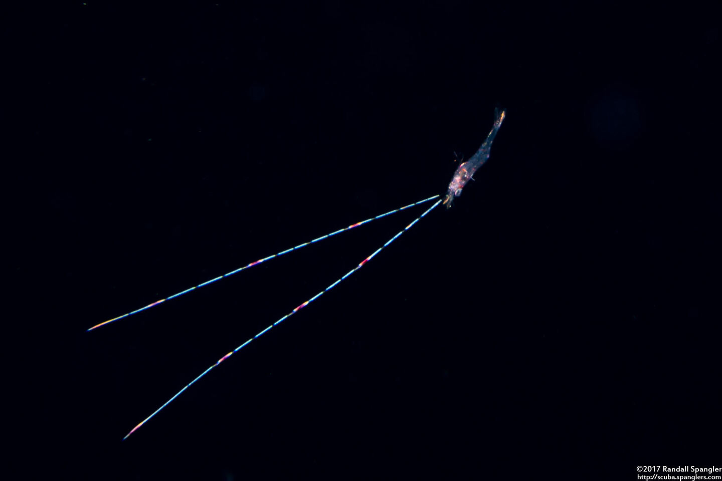 Family Hippolytidae (Larval Hippolytidae Shrimp)