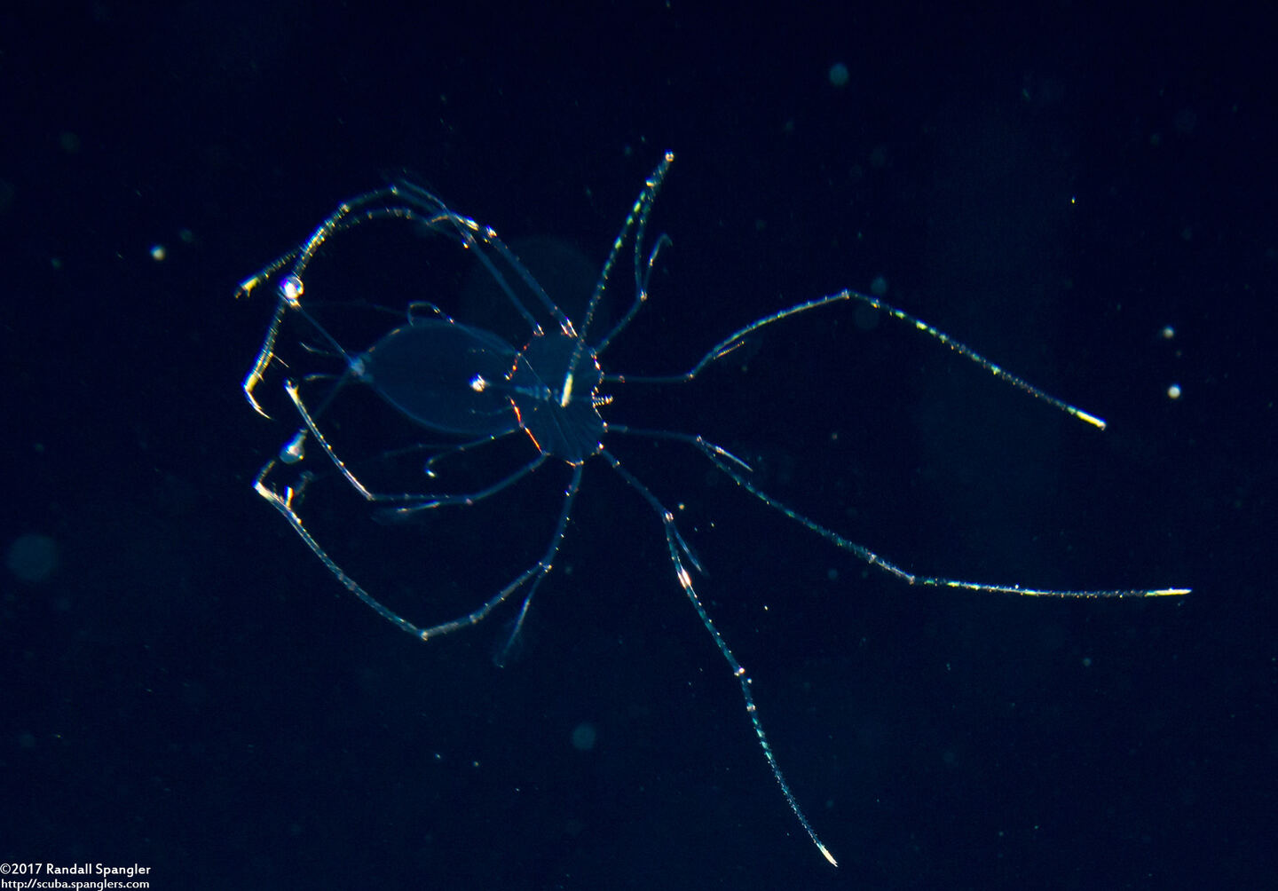 Panulirus sp.1 (Lobster Phyllosoma)