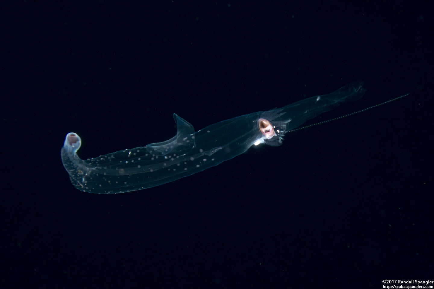 Superfamily Pterotracheoidea (Heteropod)