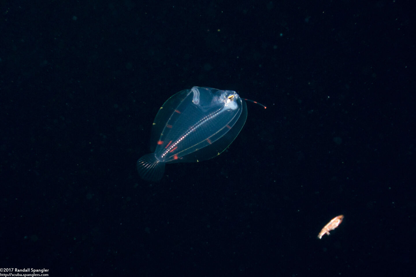 Family Bothidae (Larval Flounder)