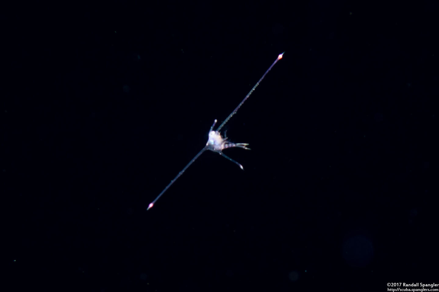 Infraorder Brachyura (Larval Crab (Zoea Stage))