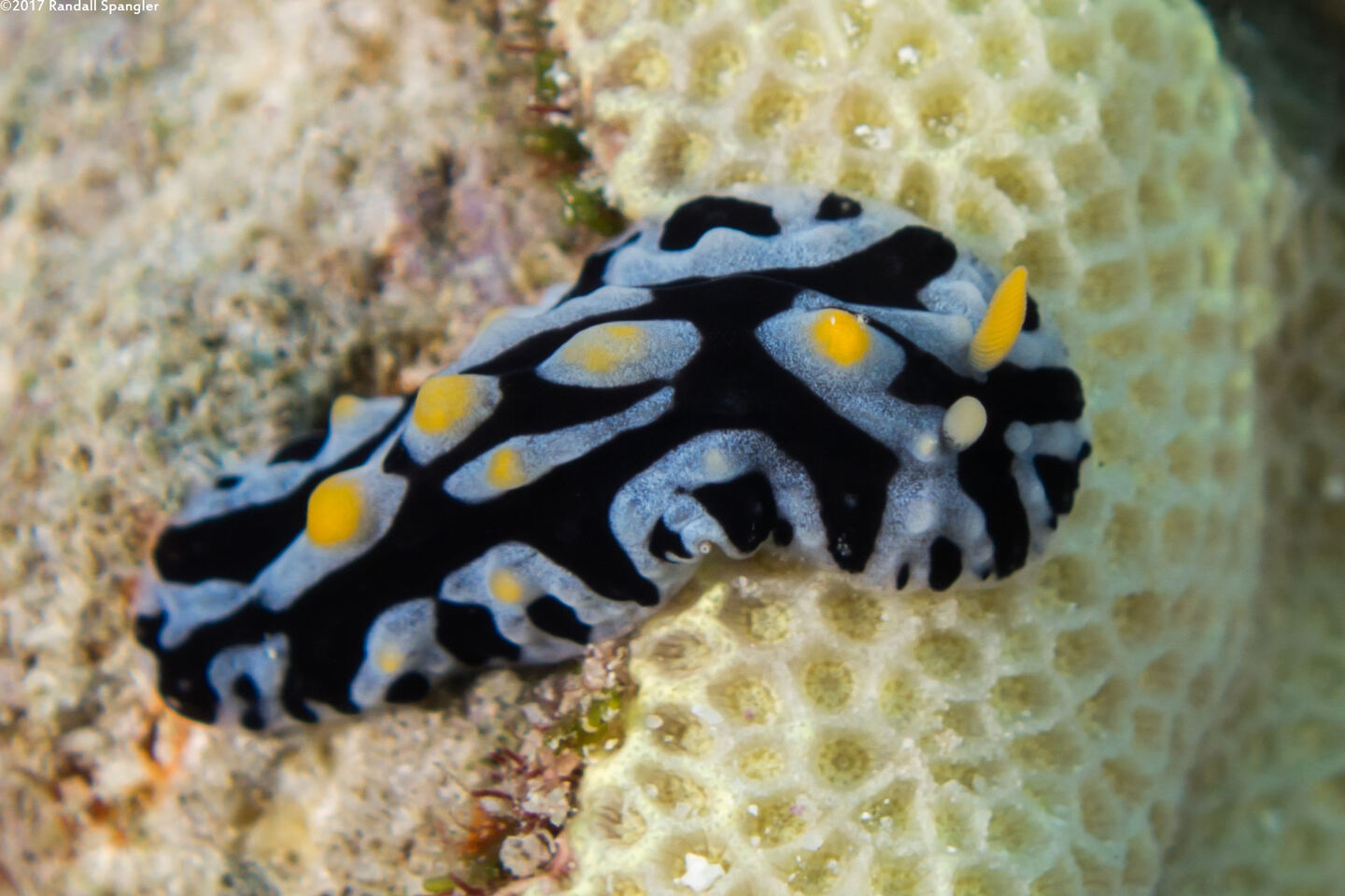 Phyllidia sp.2 (Phyllidia sp.2)