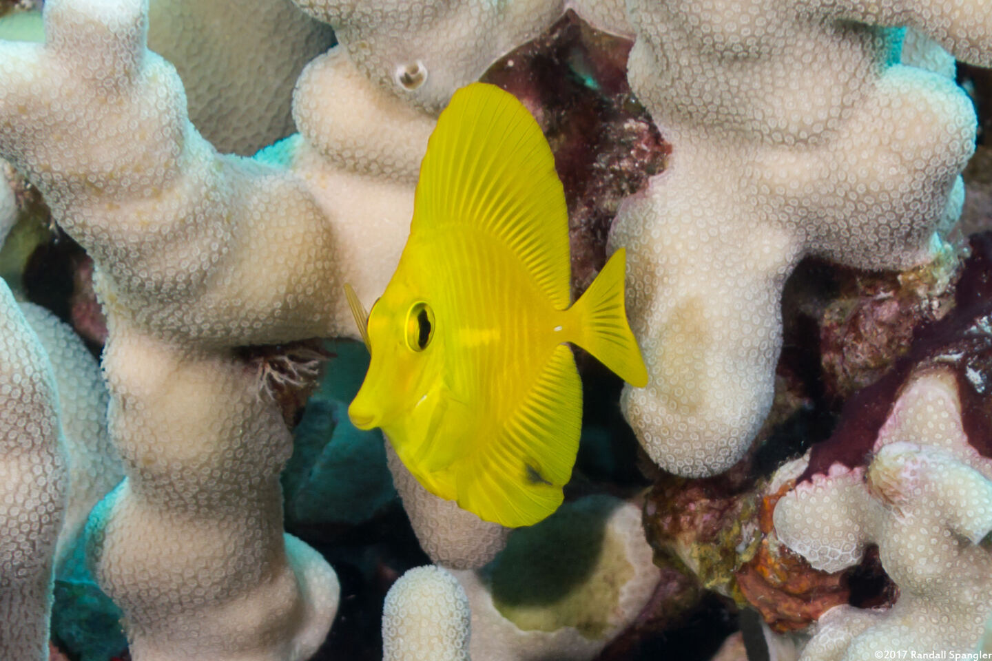 Zebrasoma flavescens (Yellow Tang)
