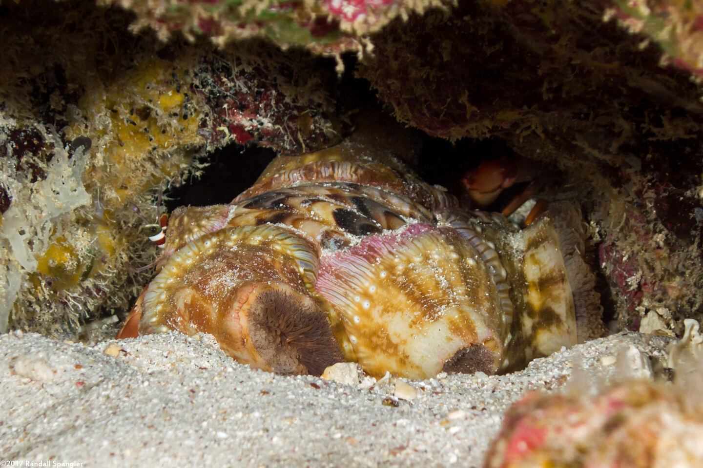 Dardanus gemmatus (Jeweled Anemone Crab)