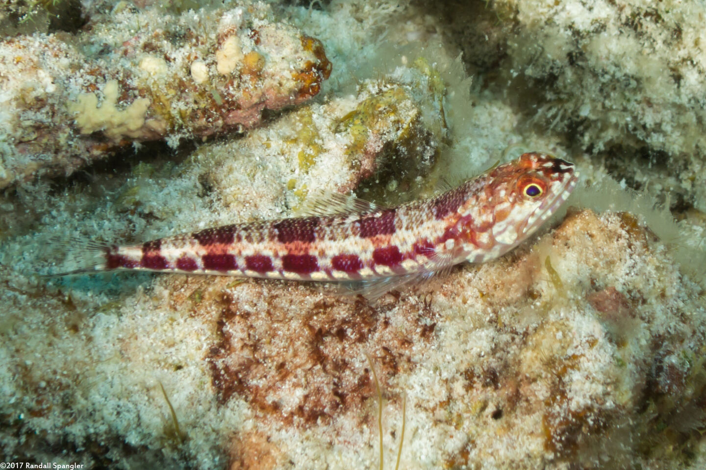 Synodus variegatus (Reef Lizardfish)