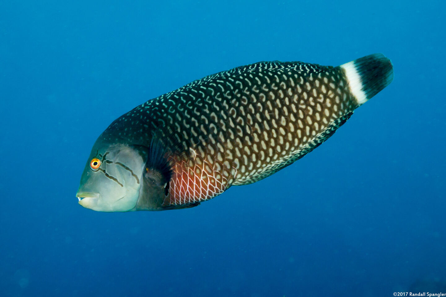 Novaculichthys taeniourus (Rockmover Wrasse)