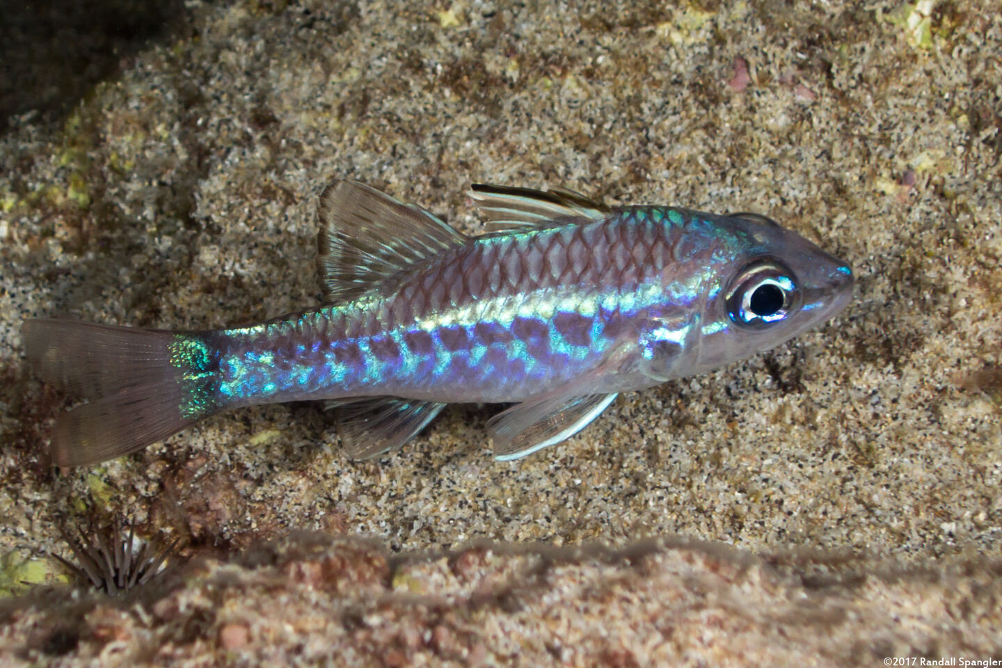 Pristiapogon kallopterus (Iridescent Cardinalfish)