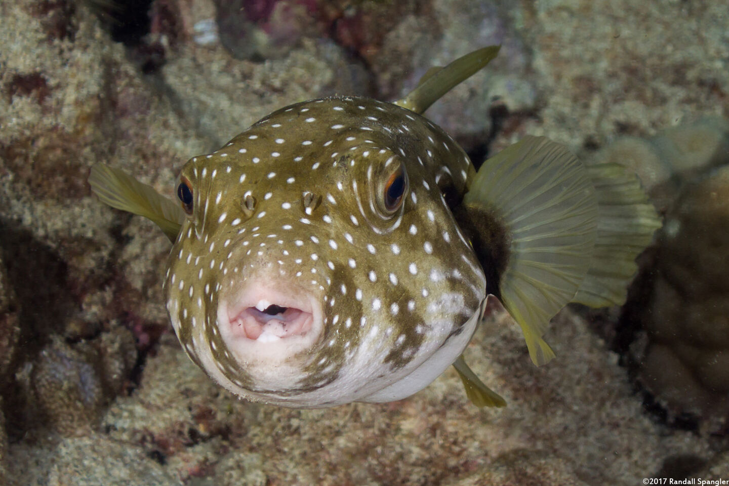 Arothron hispidus (White-Spotted Puffer)