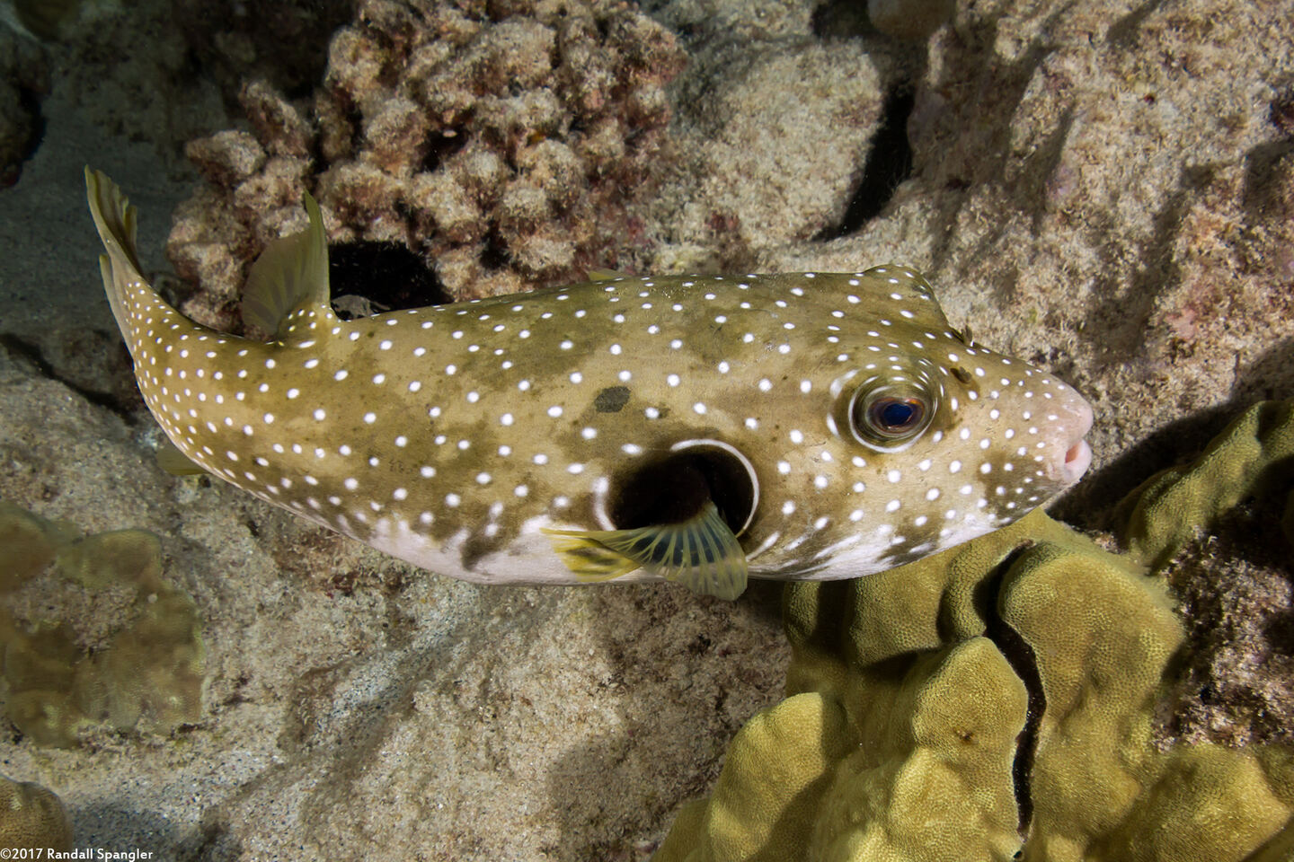 Arothron hispidus (White-Spotted Puffer)