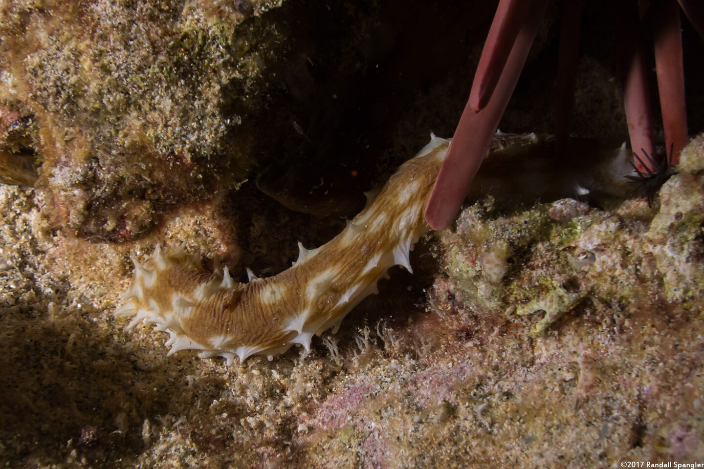 Holothuria hilla (Light-Spotted Sea Cucumber)