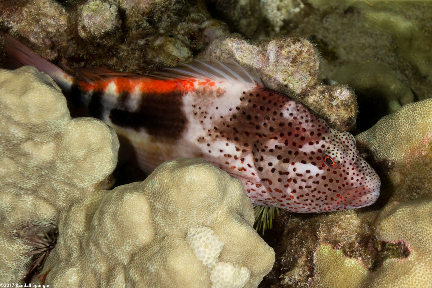 Paracirrhites forsteri (Freckled Hawkfish)