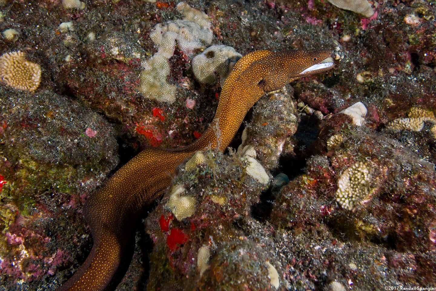 Gymnothorax meleagris (Whitemouth Moray)