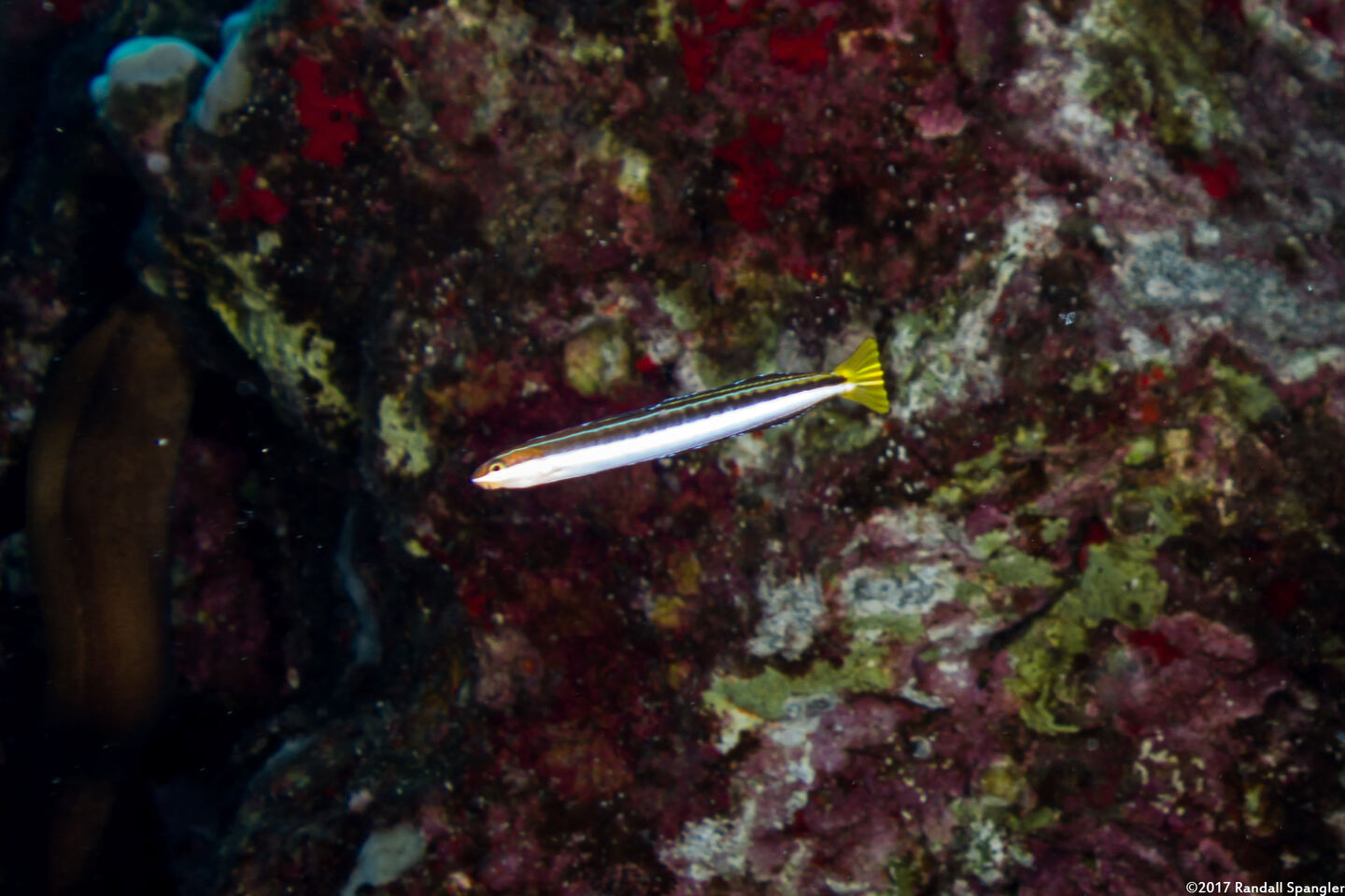 Plagiotremus goslinei (Gosline's Fang Blenny)