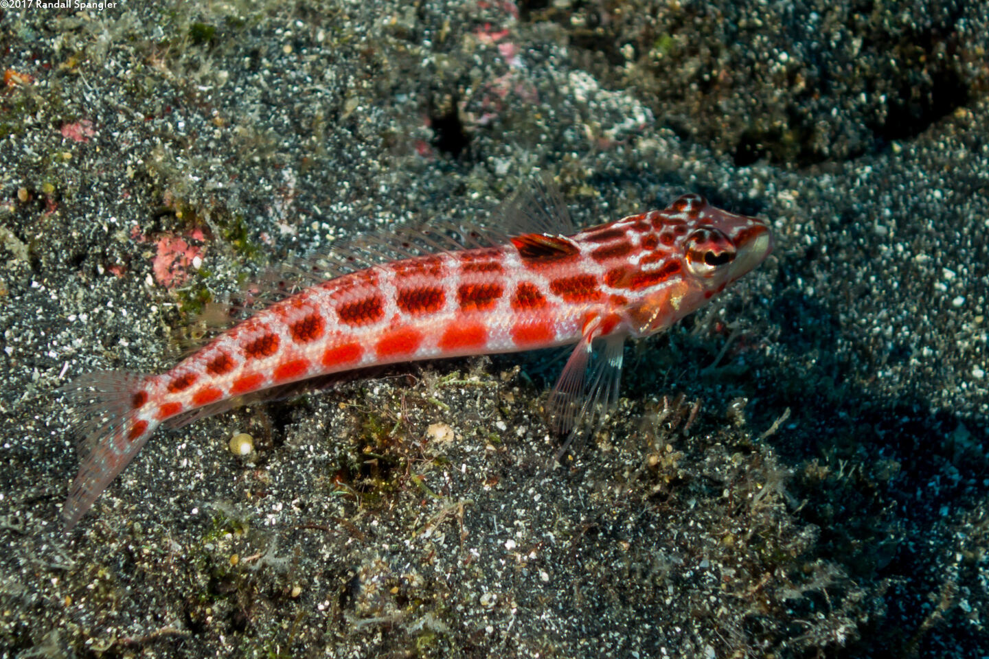 Parapercis schauinslandii (Redspotted Sandperch)