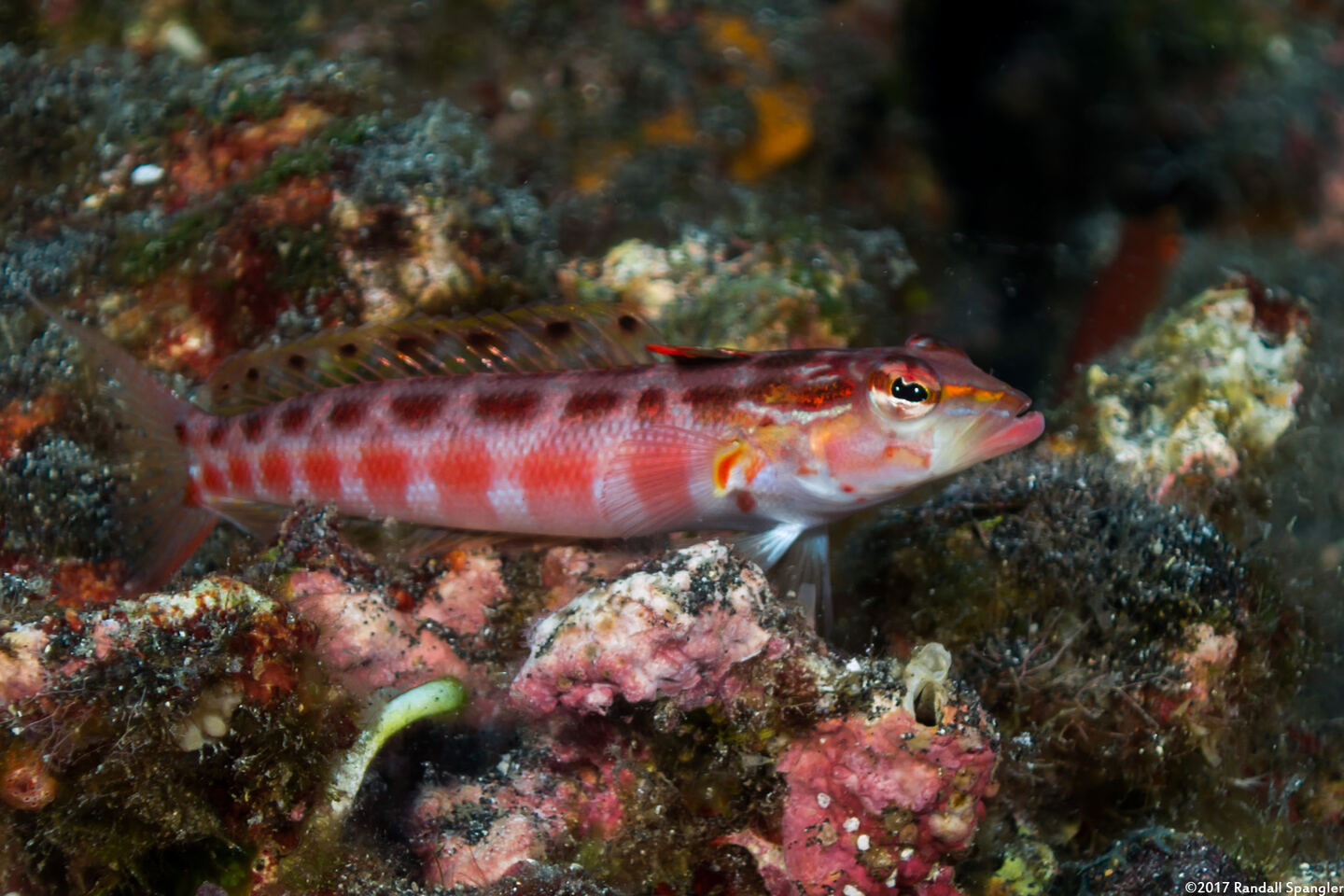 Parapercis schauinslandii (Redspotted Sandperch)