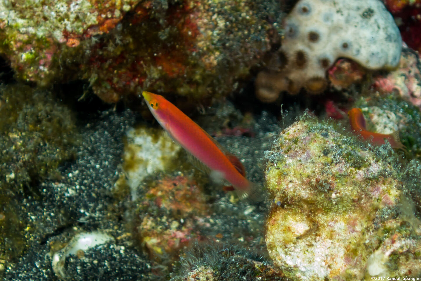 Pseudojuloides cerasinus (Pencil Wrasse)