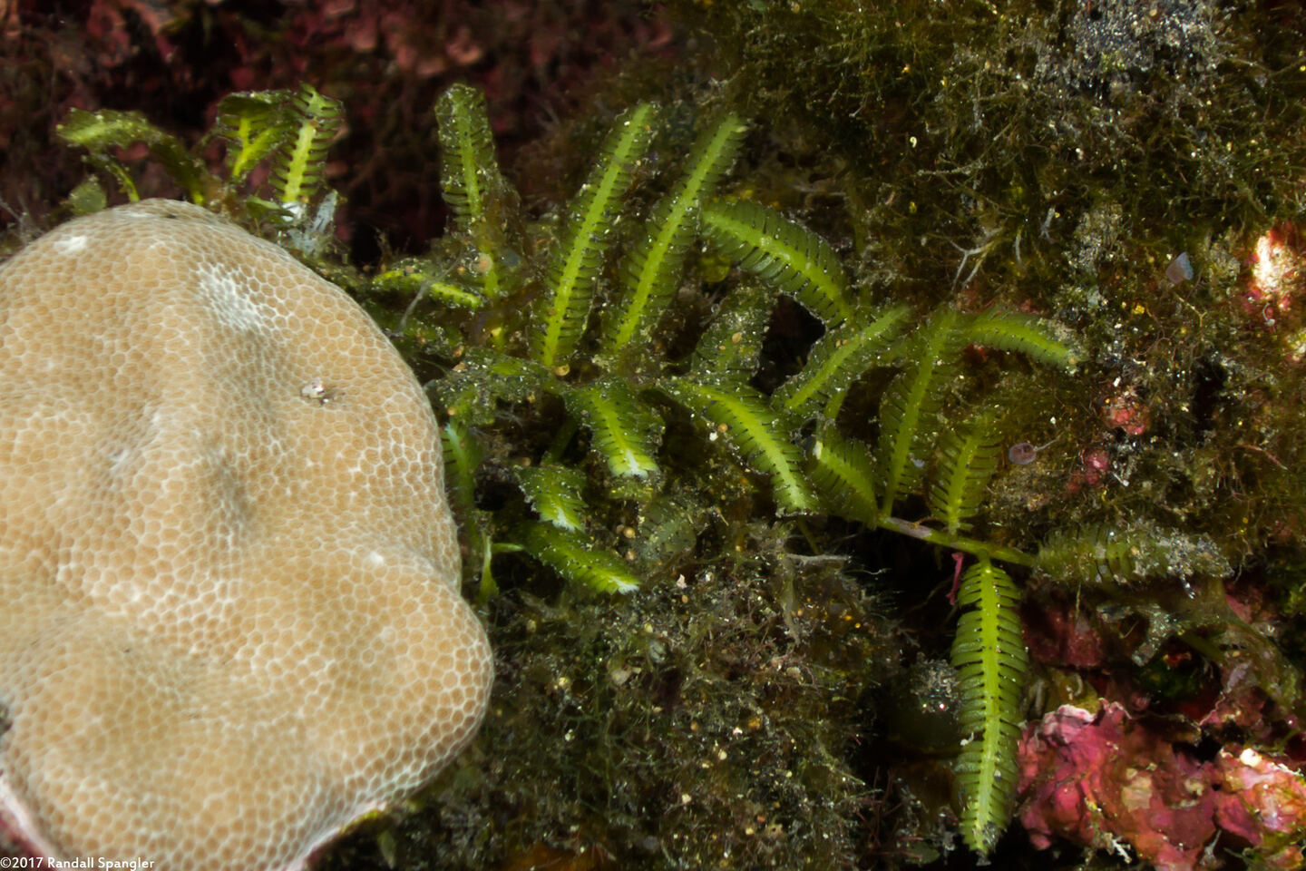 Caulerpa taxifolia (Pine-Branch Caulerpa)
