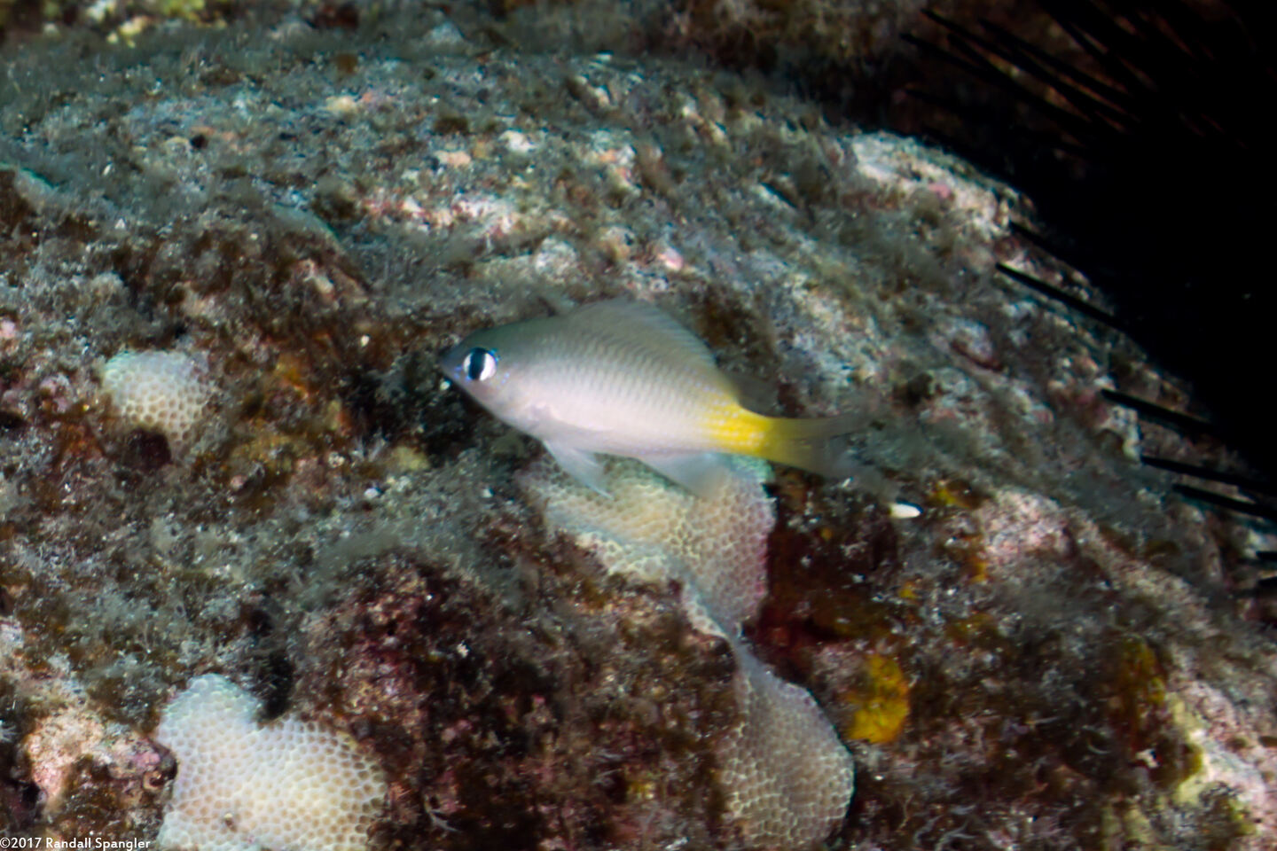 Plectroglyphidodon imparipennis (Bright-Eye Damselfish)