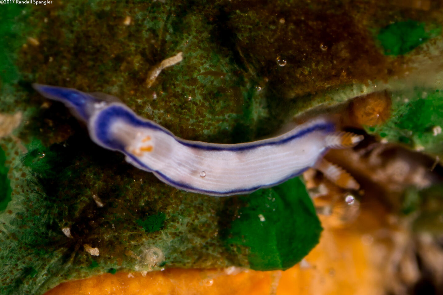 Hypselodoris peasei (Locust Nudibranch)