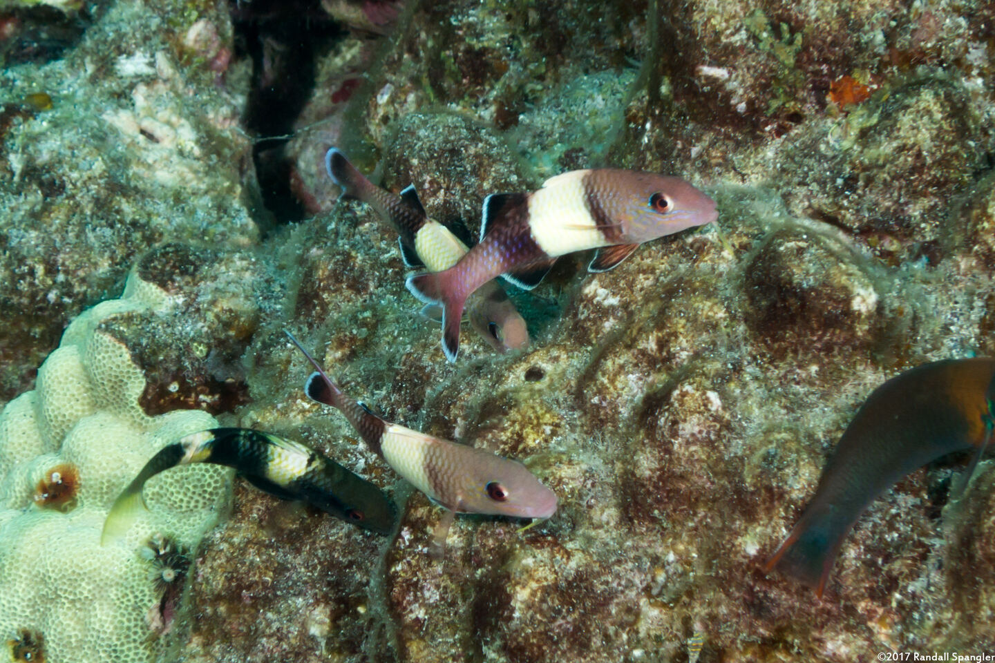 Parupeneus insularis (Island Goatfish)