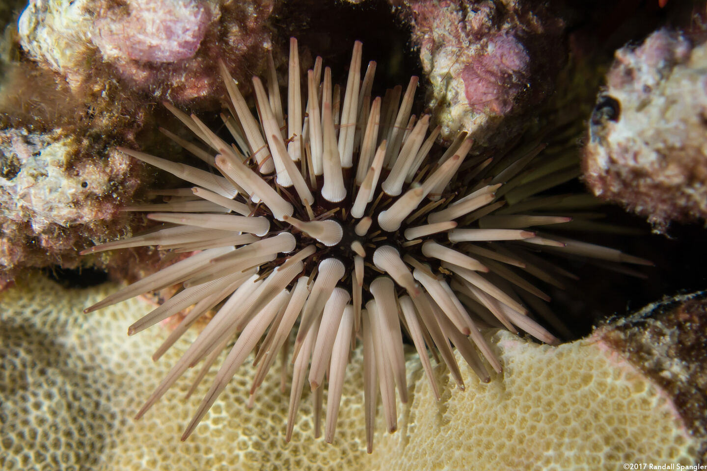 Echinometra mathaei (Rock-Boring Urchin)