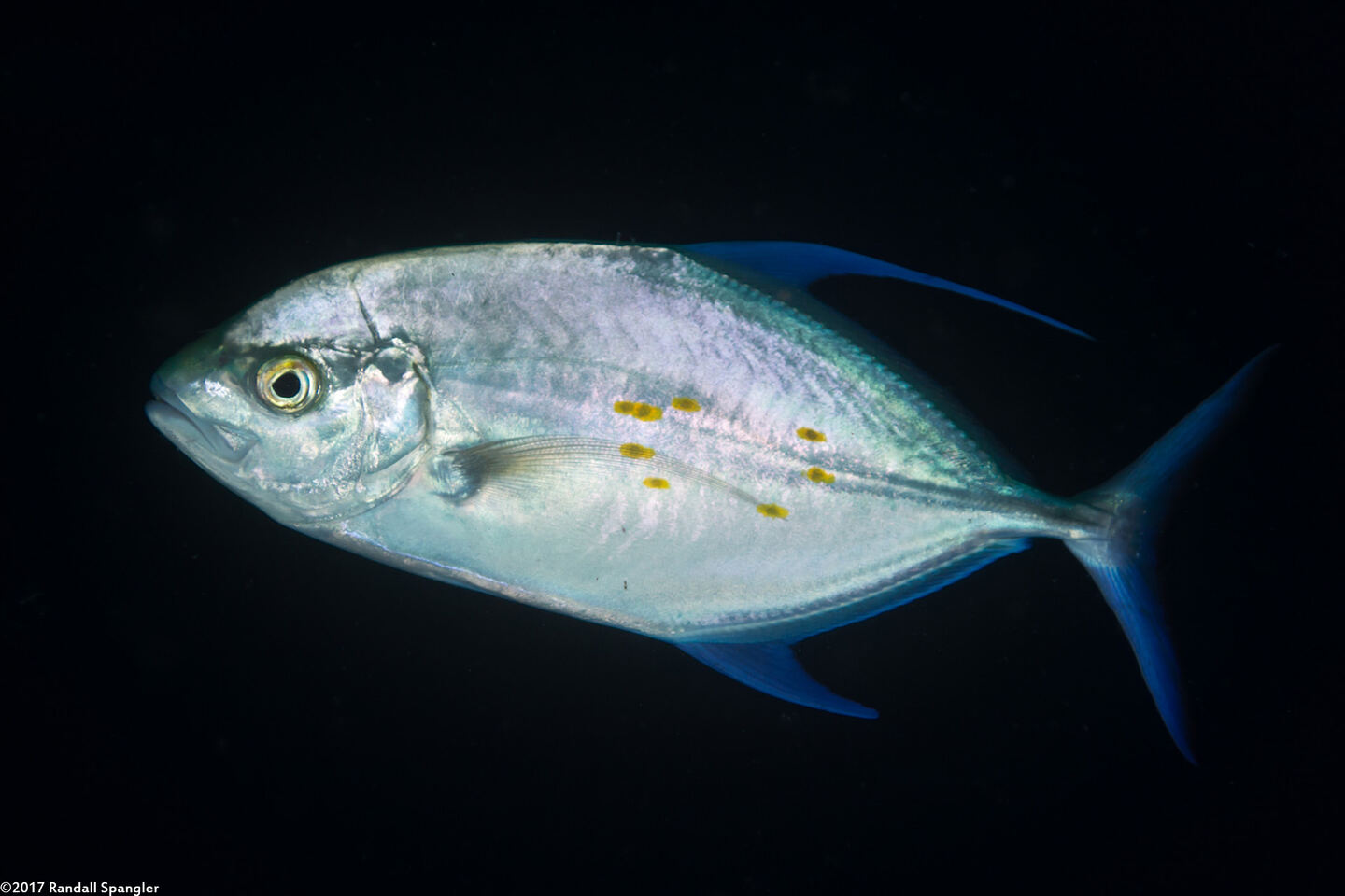 Carangoides orthogrammus (Island Jack)